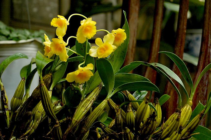 Lưu giữ và phát triển một số loài lan Hoàng thảo (Dendrobium) bản
