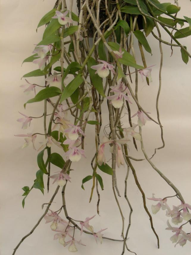 Lưu giữ và phát triển một số loài lan Hoàng thảo (Dendrobium) bản