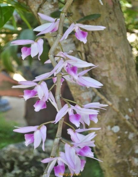 Lưu giữ và phát triển một số loài lan Hoàng thảo (Dendrobium) bản