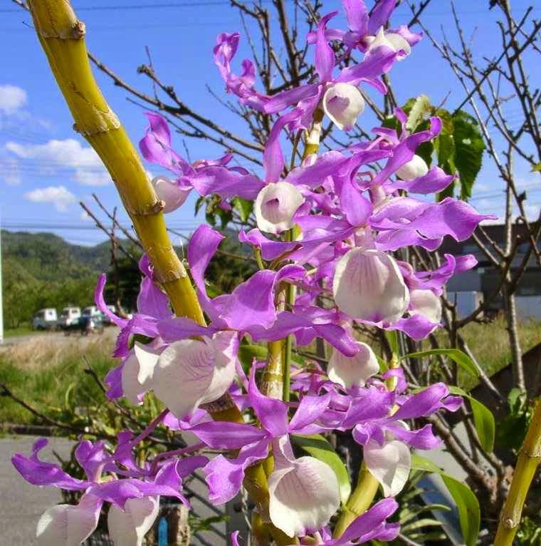 Lưu giữ và phát triển một số loài lan Hoàng thảo (Dendrobium) bản