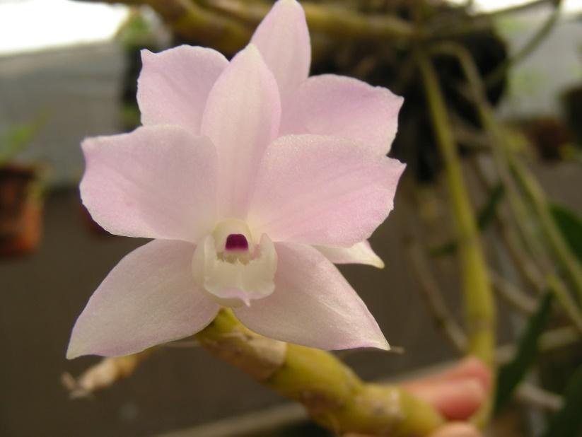 Lưu giữ và phát triển một số loài lan Hoàng thảo (Dendrobium) bản