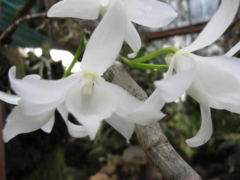 Lưu giữ và phát triển một số loài lan Hoàng thảo (Dendrobium) bản