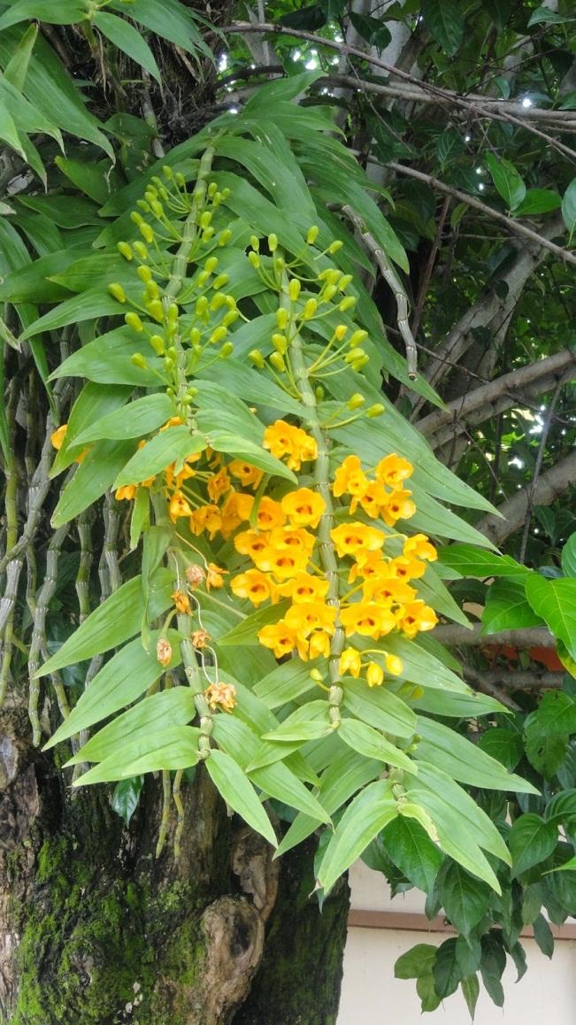 Lưu giữ và phát triển một số loài lan Hoàng thảo (Dendrobium) bản
