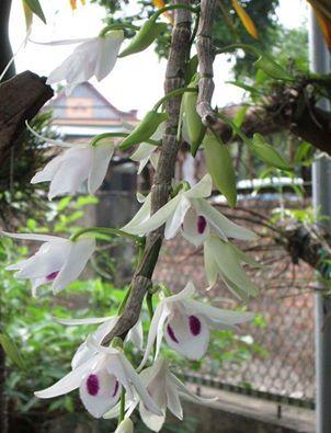 Lưu giữ và phát triển một số loài lan Hoàng thảo (Dendrobium) bản