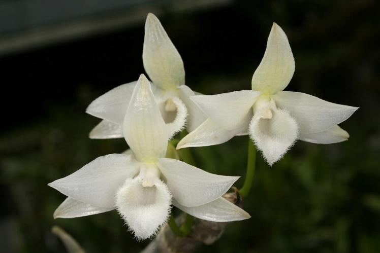 Lưu giữ và phát triển một số loài lan Hoàng thảo (Dendrobium) bản