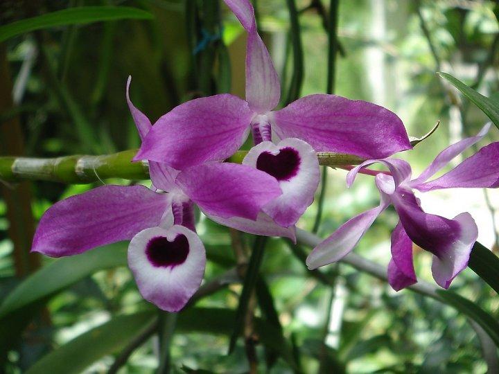 Lưu giữ và phát triển một số loài lan Hoàng thảo (Dendrobium) bản