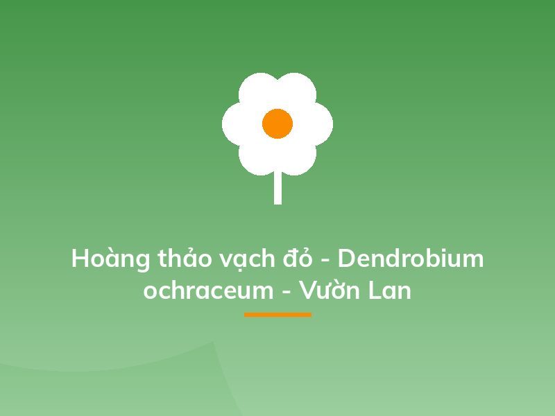 Hoàng thảo vạch đỏ - Dendrobium ochraceum - Vườn Lan