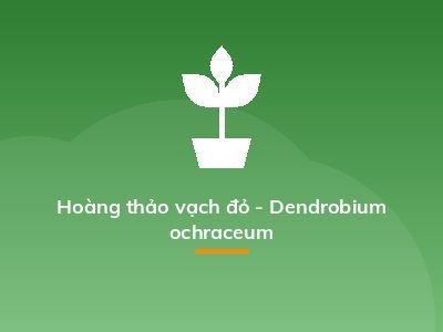 Hoàng thảo vạch đỏ - Dendrobium ochraceum