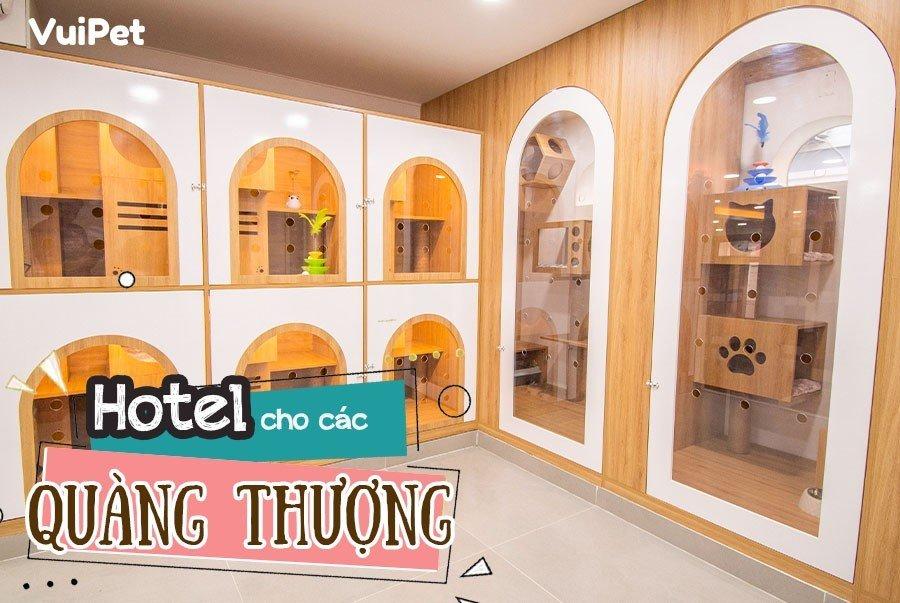 MÈO ALD | Tất tần tật đặc điểm và Giá Mèo Anh Lông Dài – VuiPet