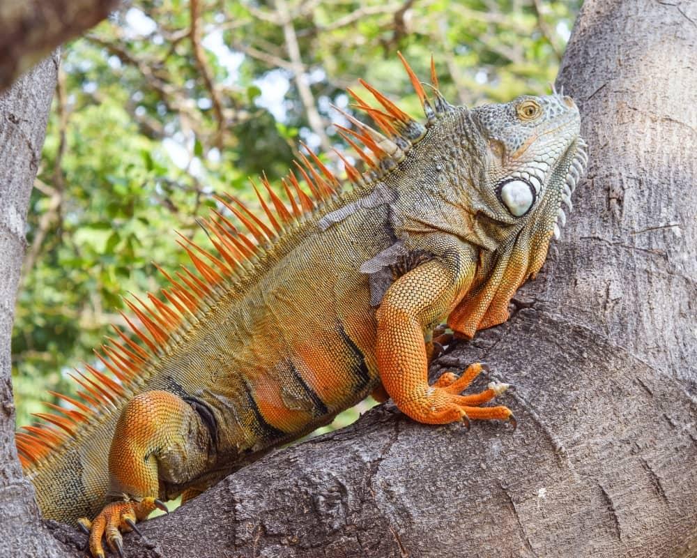 Giá Bán Rồng Nam Mỹ 9
