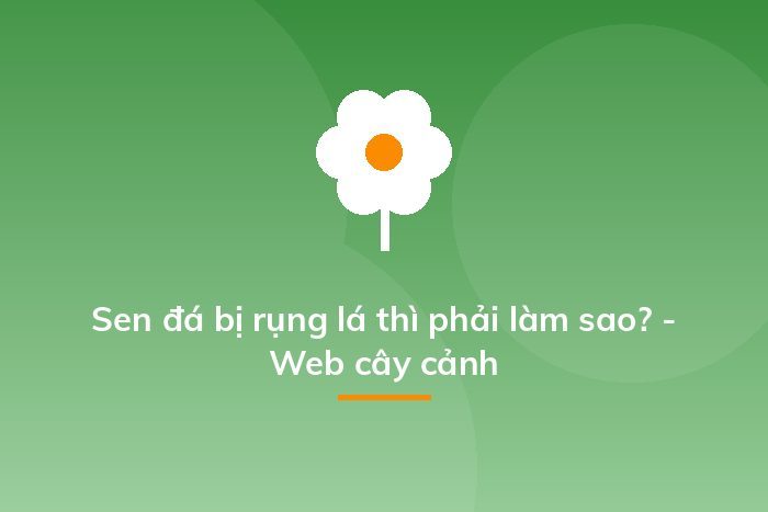 Sen đá bị rụng lá thì phải làm sao? - Web cây cảnh