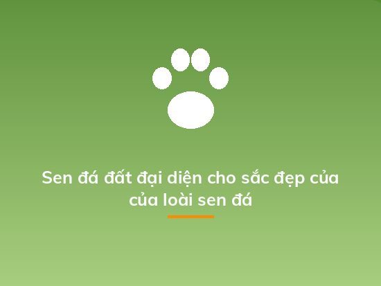 Sen đá đất đại diện cho sắc đẹp của của loài sen đá