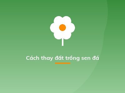 Cách thay đất trồng sen đá