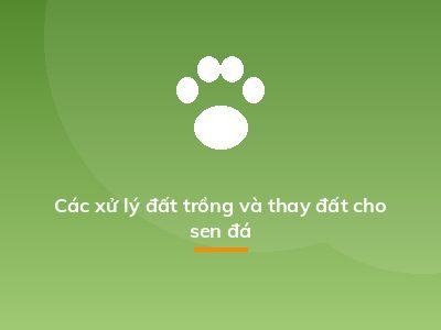 Các xử lý đất trồng và thay đất cho sen đá