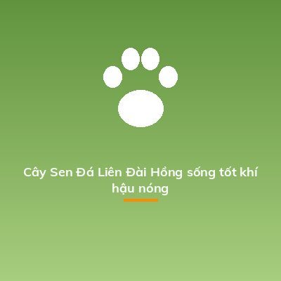 Cây Sen Đá Liên Đài Hồng sống tốt khí hậu nóng