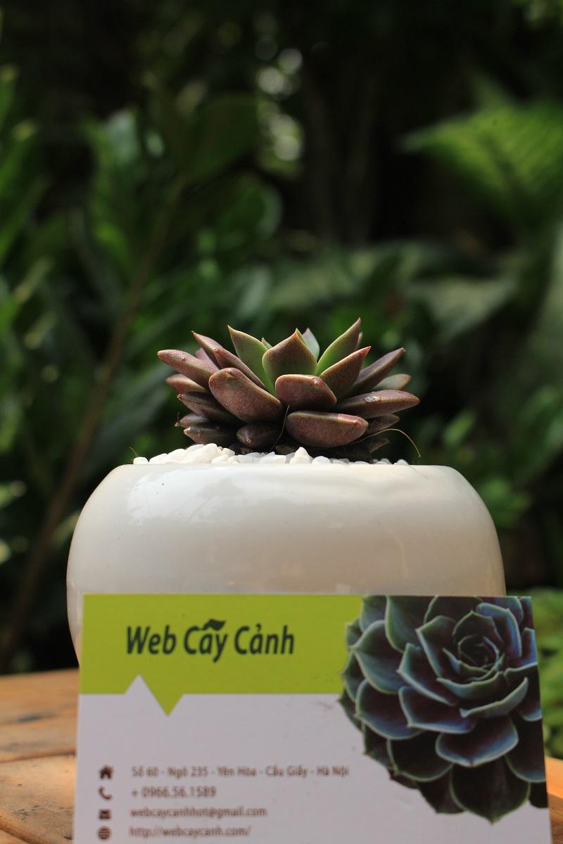 Cây Sen Đá Mặt Trăng biểu tượng của sự công minh