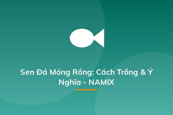 Sen Đá Móng Rồng: Cách Trồng & Ý Nghĩa - NAMIX