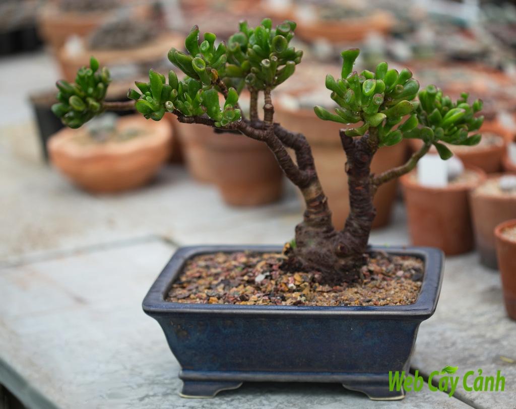 Cây cảnh sen đá ống điếu có thể làm bonsai