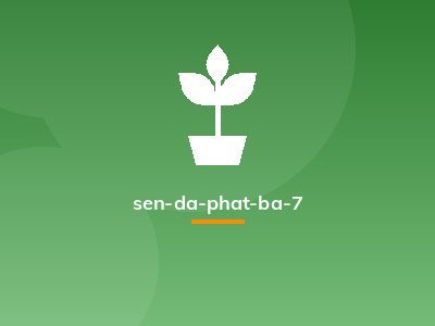 sen-da-phat-ba-7