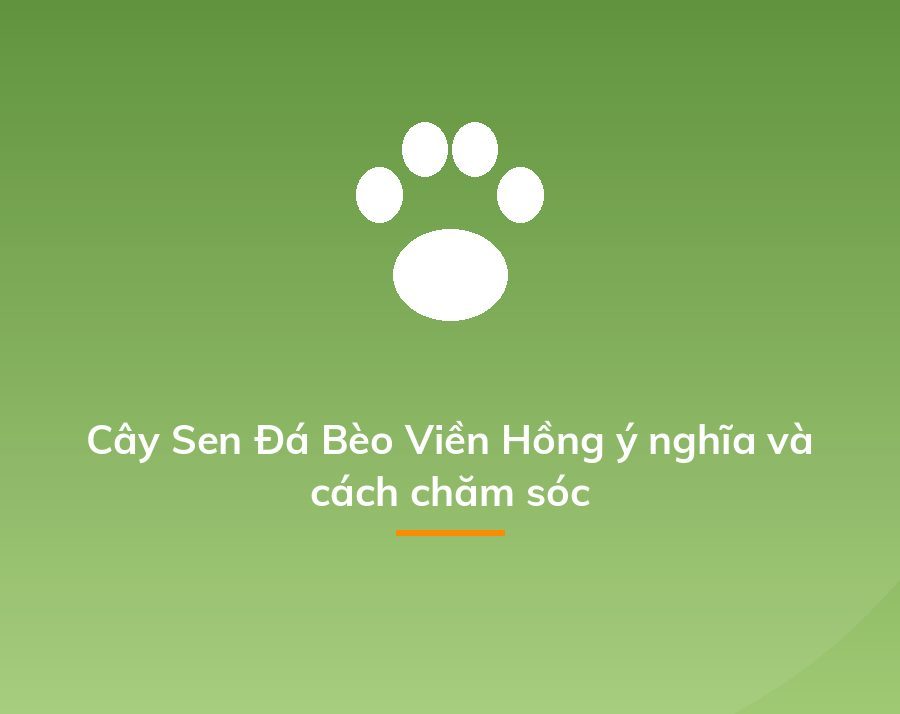 Cây Sen Đá Bèo Viền Hồng ý nghĩa và cách chăm sóc