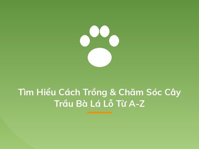 Tìm Hiểu Cách Trồng & Chăm Sóc Cây Trầu Bà Lá Lỗ Từ A-Z