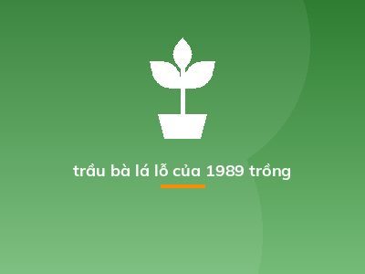 trầu bà lá lỗ của 1989 trồng
