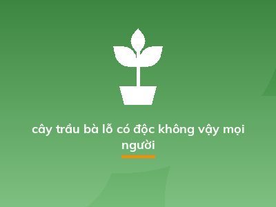 cây trầu bà lỗ có độc không vậy mọi người