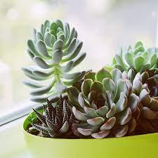 Hiểu rõ về cách trồng sen đá để sở hữu những chậu sen đá thật đẹp.