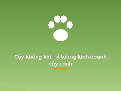 Cây không khí - ý tưởng kinh doanh cây cảnh