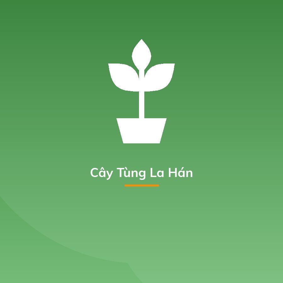 Cây Tùng La Hán