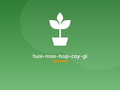 tuoi-mao-hop-cay-gi