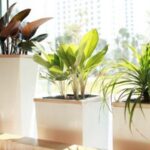 Cùng nhau tìm hiểu về người tuổi Mùi hợp cây gì?