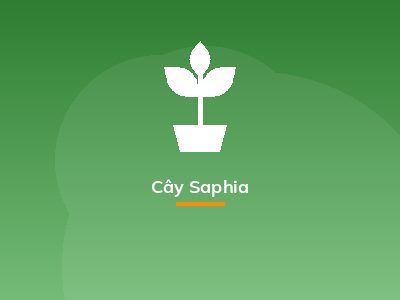 Cây Saphia