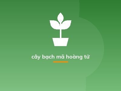 cây bạch mã hoàng tử