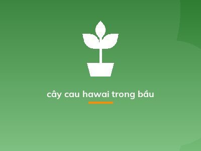 cây cau hawai trong bầu