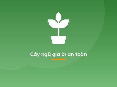 Cây ngũ gia bì an toàn