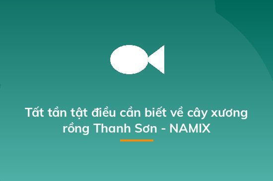 Tất tần tật điều cần biết về cây xương rồng Thanh Sơn - NAMIX