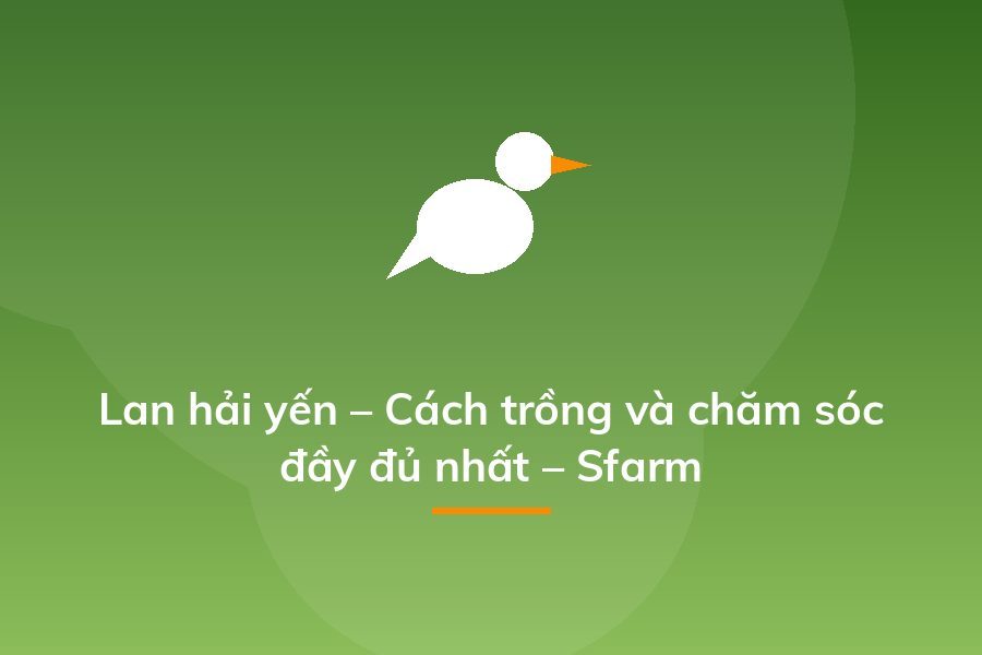 Lan hải yến – Cách trồng và chăm sóc đầy đủ nhất – Sfarm