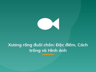 Xương rồng đuôi chồn: Đặc điểm, Cách trồng và Hình ảnh