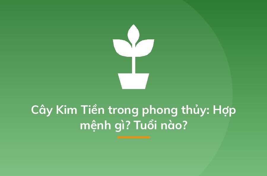 Cây Kim Tiền trong phong thủy: Hợp mệnh gì? Tuổi nào?