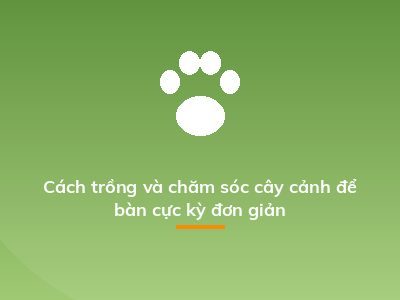 Cách trồng và chăm sóc cây cảnh để bàn cực kỳ đơn giản