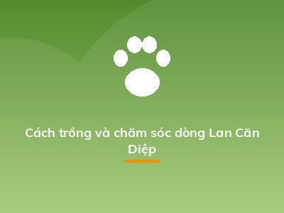 Cách trồng và chăm sóc dòng Lan Căn Diệp