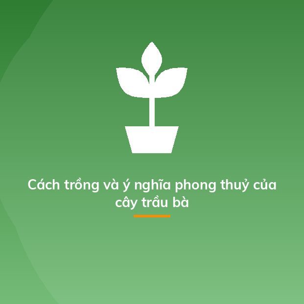 Cách trồng và ý nghĩa phong thuỷ của cây trầu bà