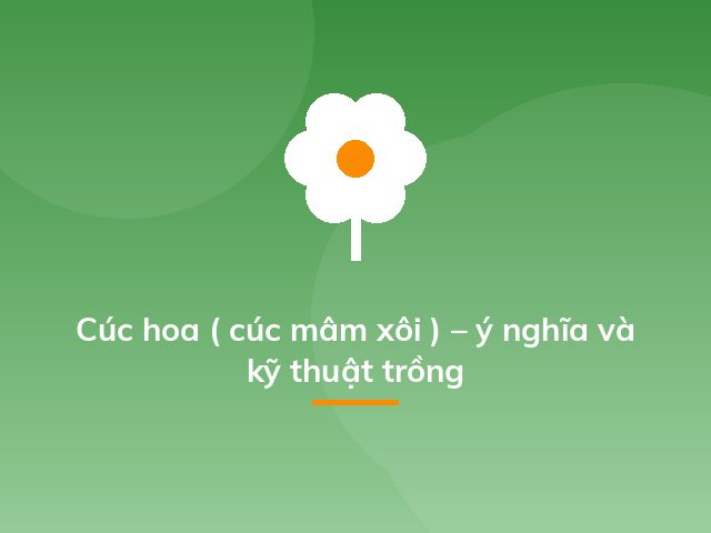 Cúc hoa ( cúc mâm xôi ) – ý nghĩa và kỹ thuật trồng