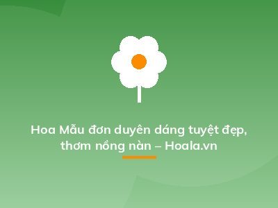 Hoa Mẫu đơn duyên dáng tuyệt đẹp, thơm nồng nàn – Hoala.vn