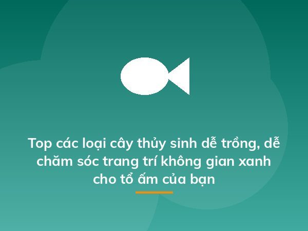 Cách trồng dạ yến thảo từ 1 nắm hạt cây, dễ ợt mà kết quả "hú hồn
