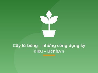 Cây lá bỏng – những công dụng kỳ diệu – Benh.vn
