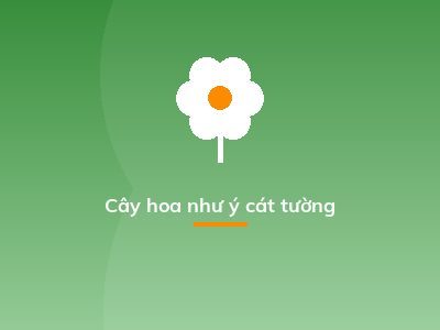 Cây hoa như ý cát tường