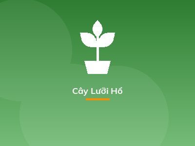 Cây Lưỡi Hổ