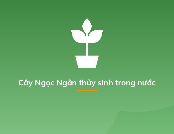 Cây Ngọc Ngân thủy sinh trong nước